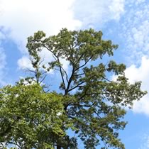 シイの杜から眺める青空